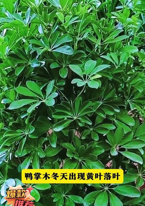 鸭掌木叶子发黄如何解决？养护鸭掌木的要点是什么？
