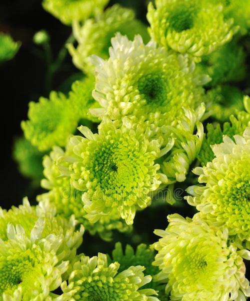 绿色菊花怎么养？有哪些注意事项？