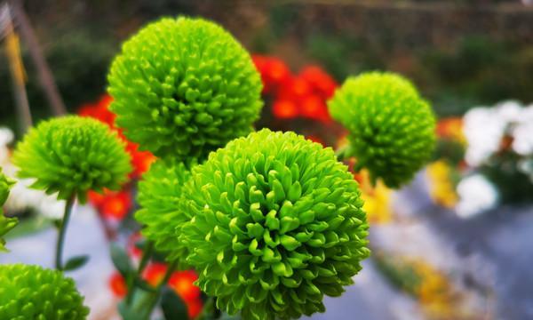 绿色菊花怎么养？有哪些注意事项？