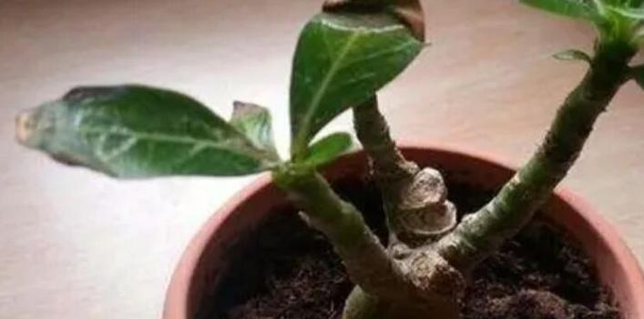 玫瑰花叶子变黄的原因是什么？如何处理？
