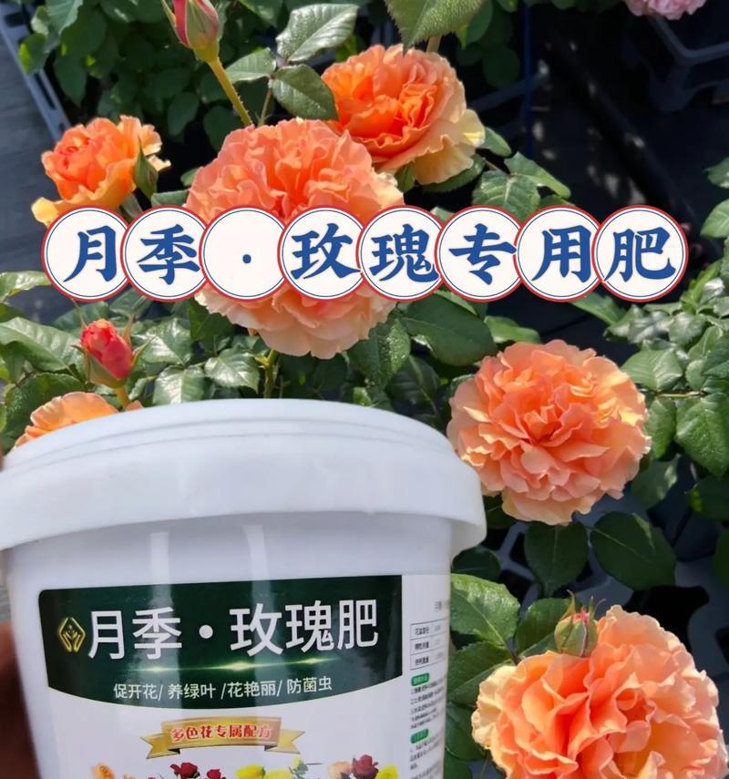 玫瑰花叶子变黄的原因是什么？如何处理？