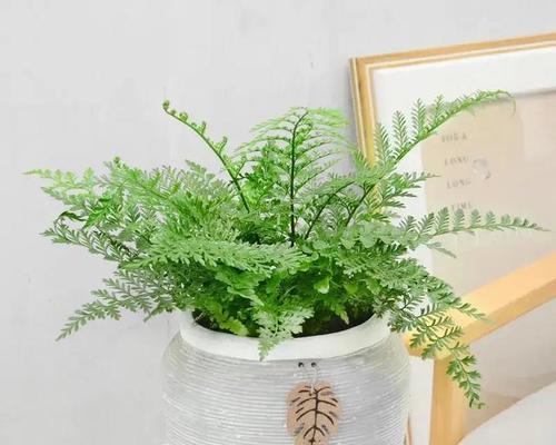 常见的盆栽蕨类植物有哪些？如何正确养护蕨类植物？