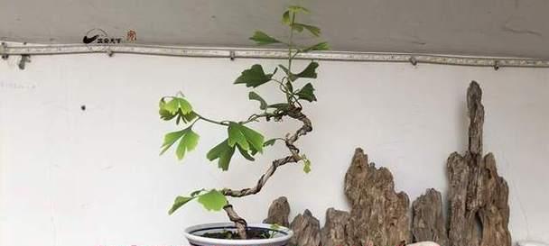 银杏树盆景的修剪方法是什么？如何修剪银杏树盆景才能更美观？