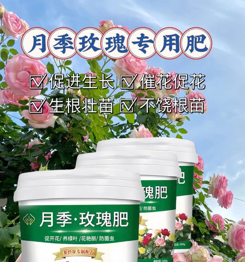 玫瑰花怎样栽培？使用哪种肥料最为合适？