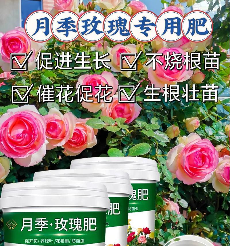 玫瑰花怎样栽培？使用哪种肥料最为合适？