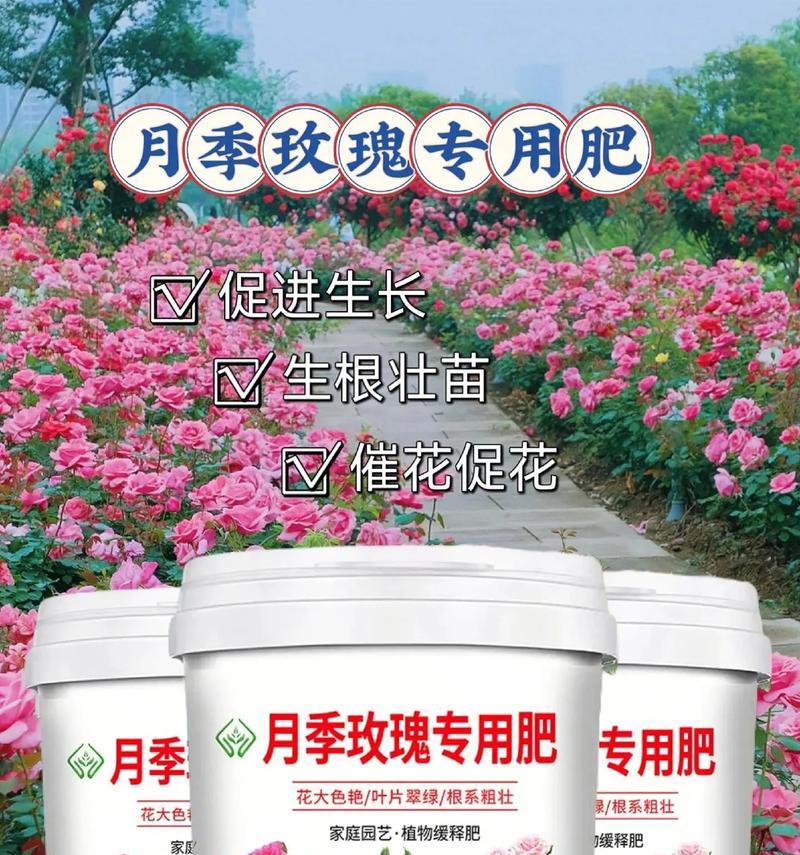 玫瑰花怎样栽培？使用哪种肥料最为合适？