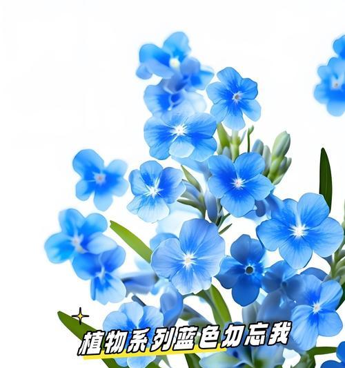 勿忘我的别名是什么？如何正确种植勿忘我？