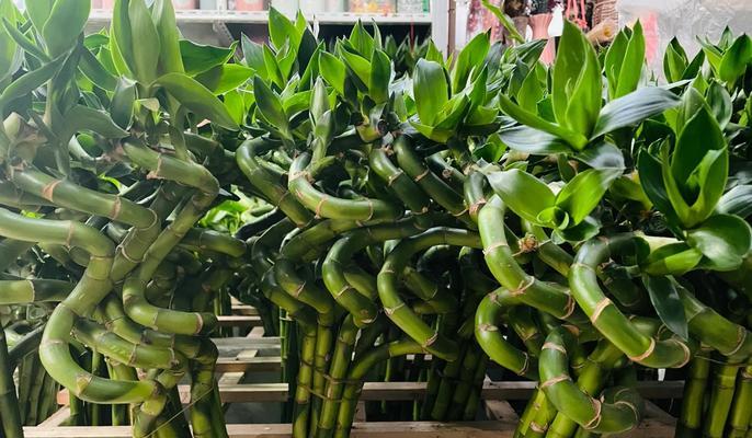 富贵莲花竹的正确养护方法是什么？
