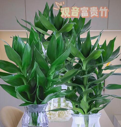 富贵莲花竹的正确养护方法是什么？