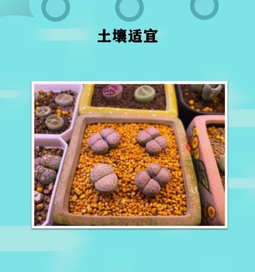 生石花春季养护要点是什么？如何促进生石花生长？