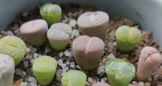 生石花春季养护要点是什么？如何促进生石花生长？
