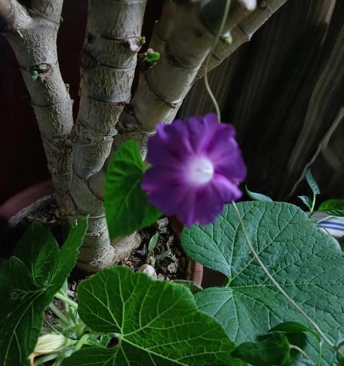 喇叭花的开花时间是何时？怎样才能延长花期？