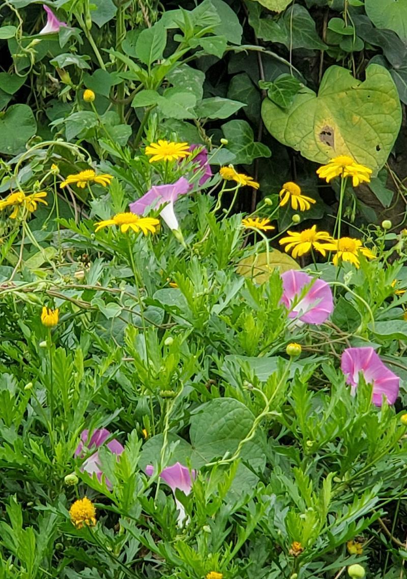 喇叭花的开花时间是何时？怎样才能延长花期？