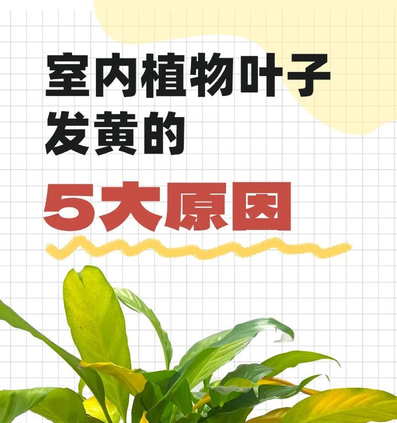 发财树叶子发黄的原因及解决办法是什么？