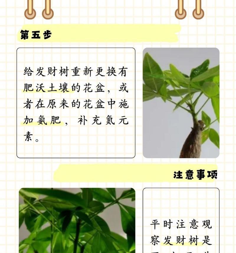 发财树叶子发黄的原因及解决办法是什么？