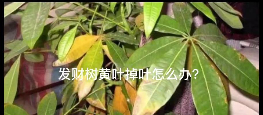 发财树叶子发黄的原因及解决办法是什么？