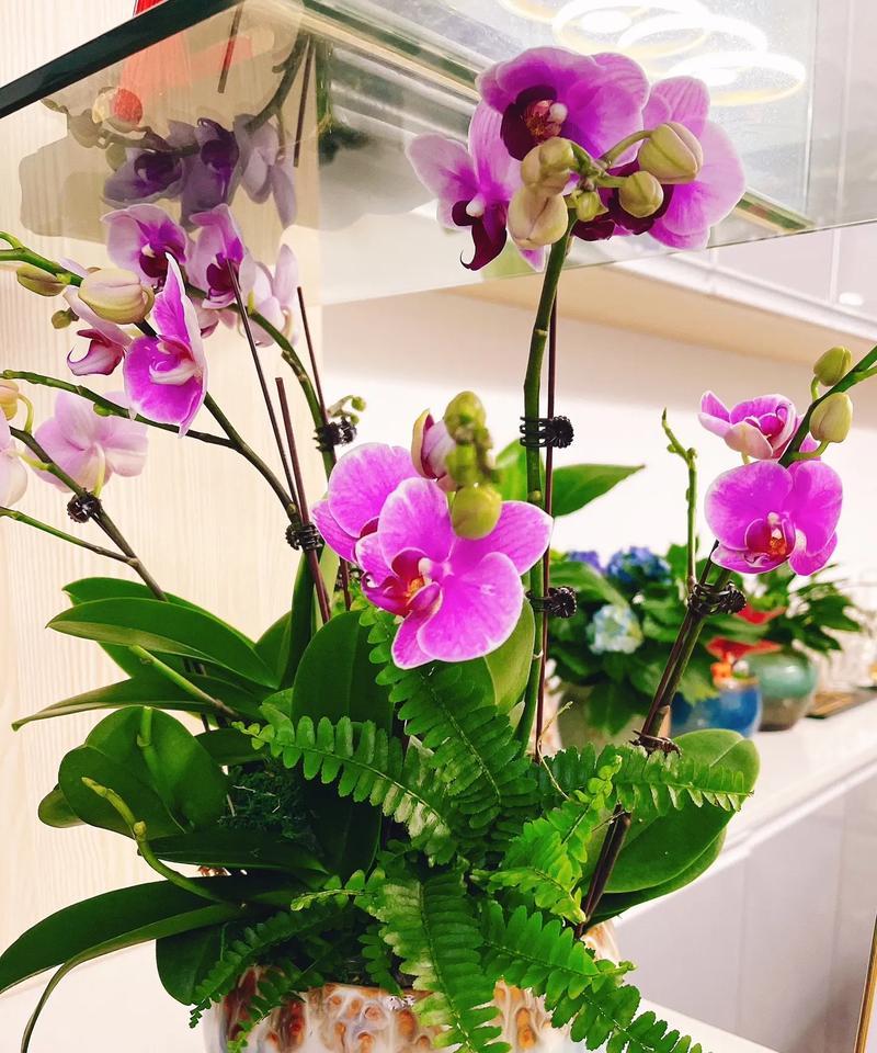 室内盆景花瓶适合哪些花卉？