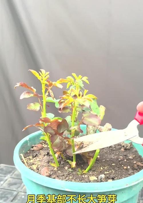 月季修剪后如何促进新芽生长？