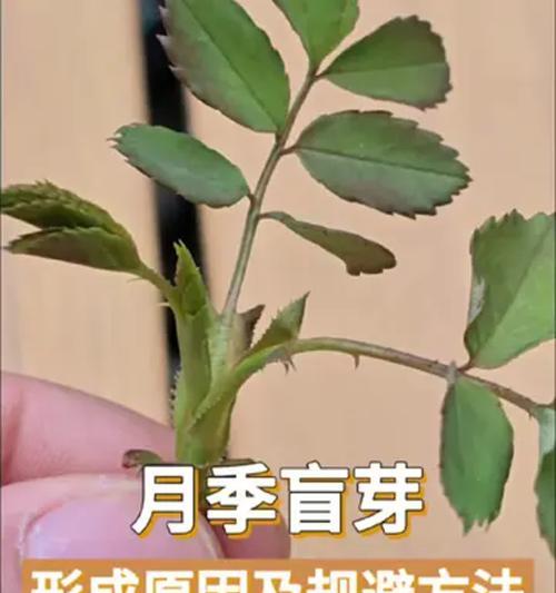 月季修剪后如何促进新芽生长？