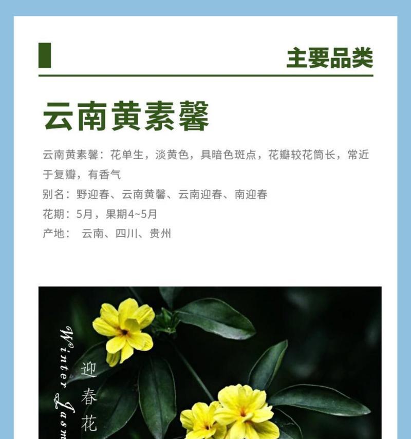 迎春花还有哪些别称？迎春花的养护要点是什么？