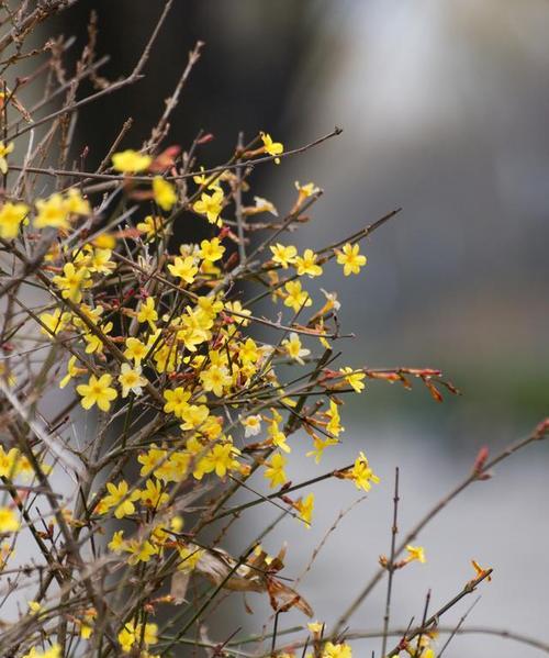迎春花还有哪些别称？迎春花的养护要点是什么？