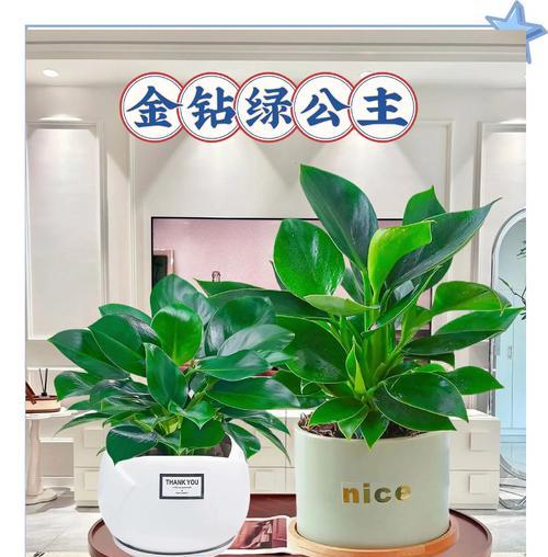 金钻植物如何过冬？金钻过冬的注意事项有哪些？