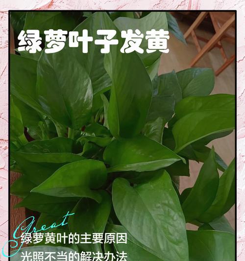 绿箩叶子发黄的原因是什么？如何有效解决？