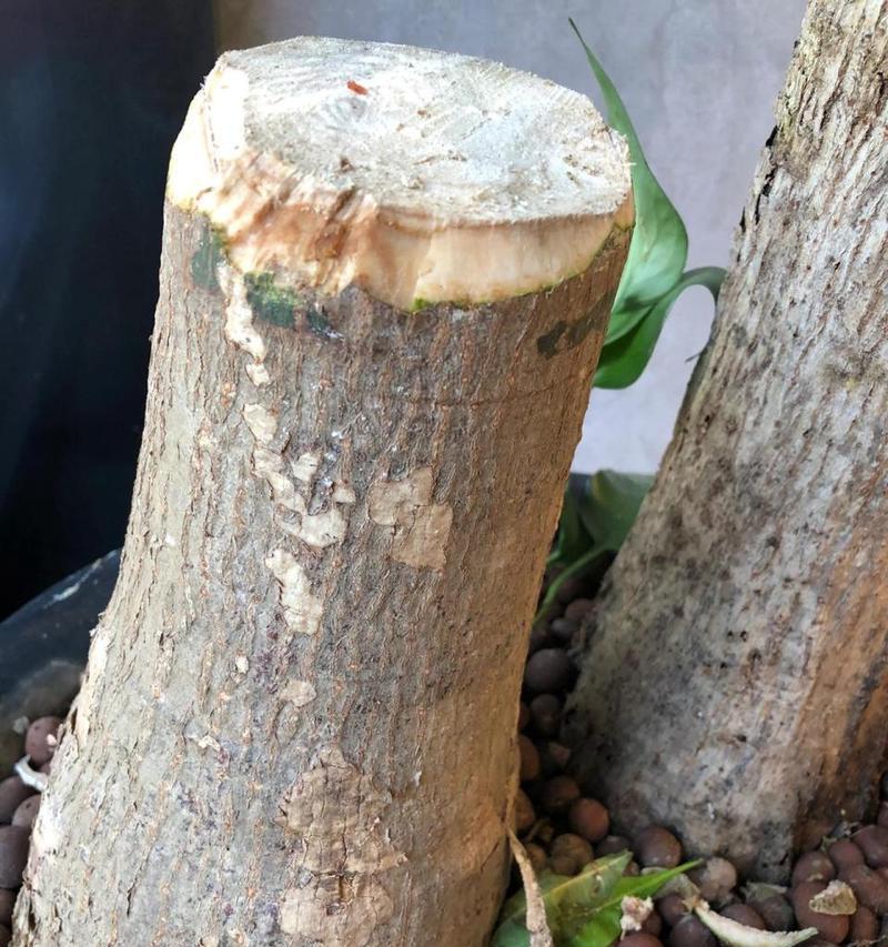 发财树剪枝后不发芽是什么原因？如何促进发芽？