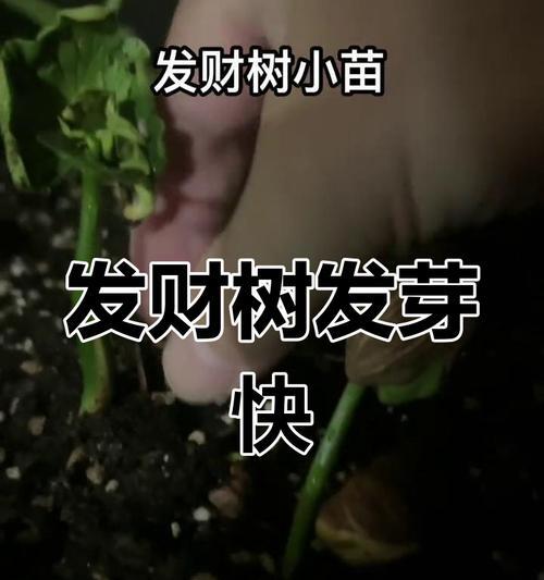 发财树剪枝后不发芽是什么原因？如何促进发芽？