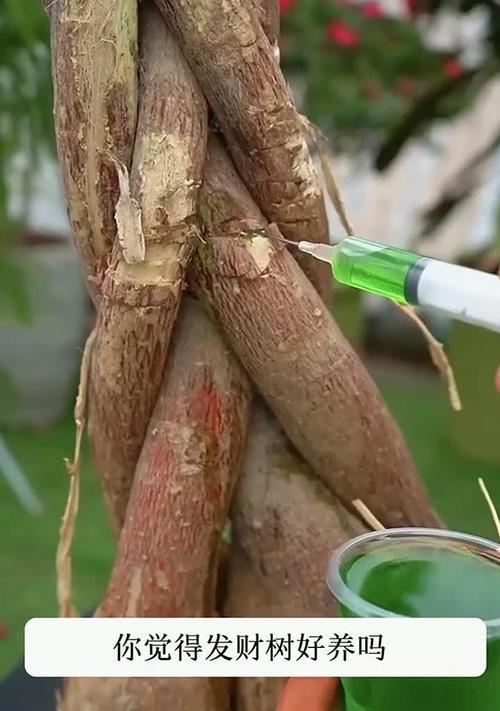 发财树剪枝后不发芽是什么原因？如何促进发芽？