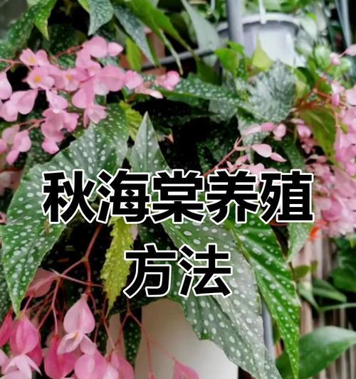 盆栽海棠修剪的最佳时机是什么时候？