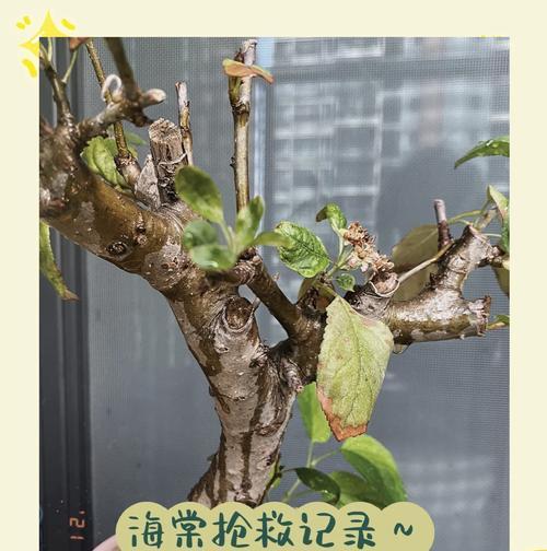 盆栽海棠修剪的最佳时机是什么时候？