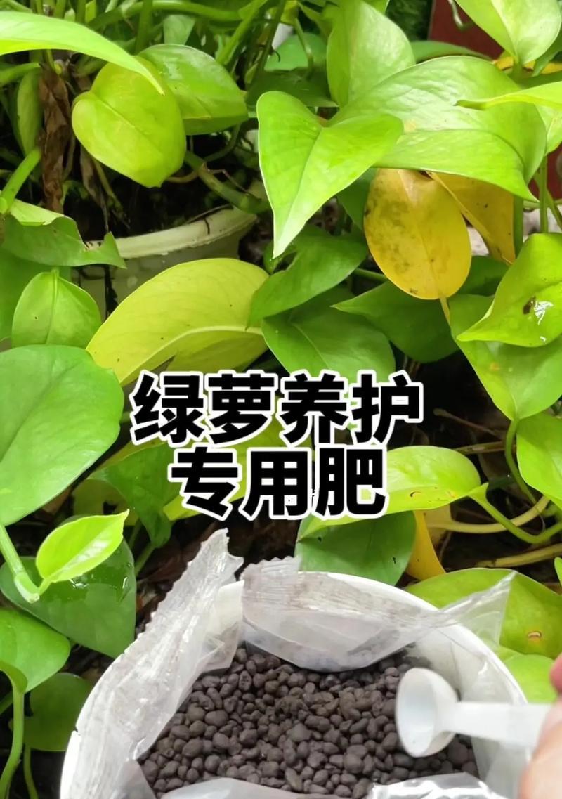 绿箩发黄的叶子怎么办？如何处理黄叶问题？