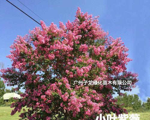 紫薇的开花时间是什么时候？如何促进紫薇按时开花？