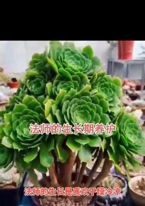 法师多肉植物的养护技巧有哪些？