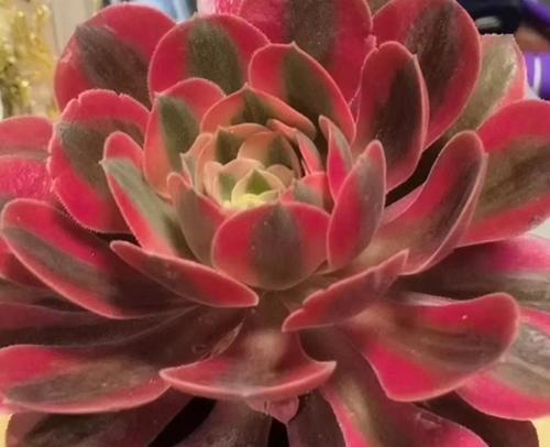 法师多肉植物的养护技巧有哪些？