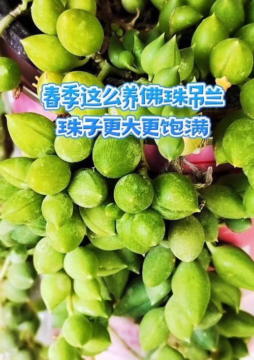 佛珠吊兰的繁殖方法有哪些？如何保证繁殖成功？
