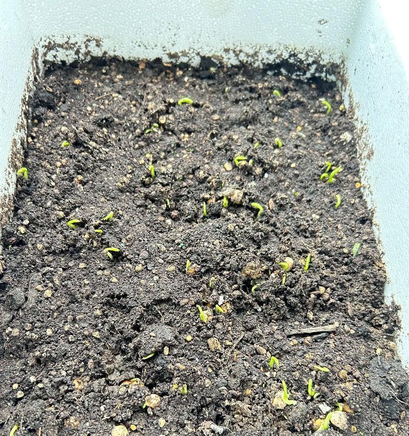 盆栽植物发芽有哪些秘诀？怎样提高发芽率？
