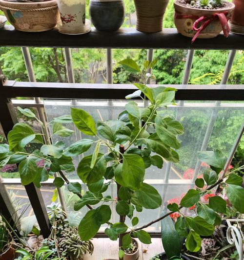 盆栽植物发芽有哪些秘诀？怎样提高发芽率？