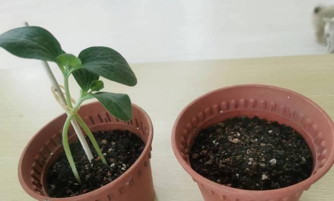 盆栽植物发芽有哪些秘诀？怎样提高发芽率？