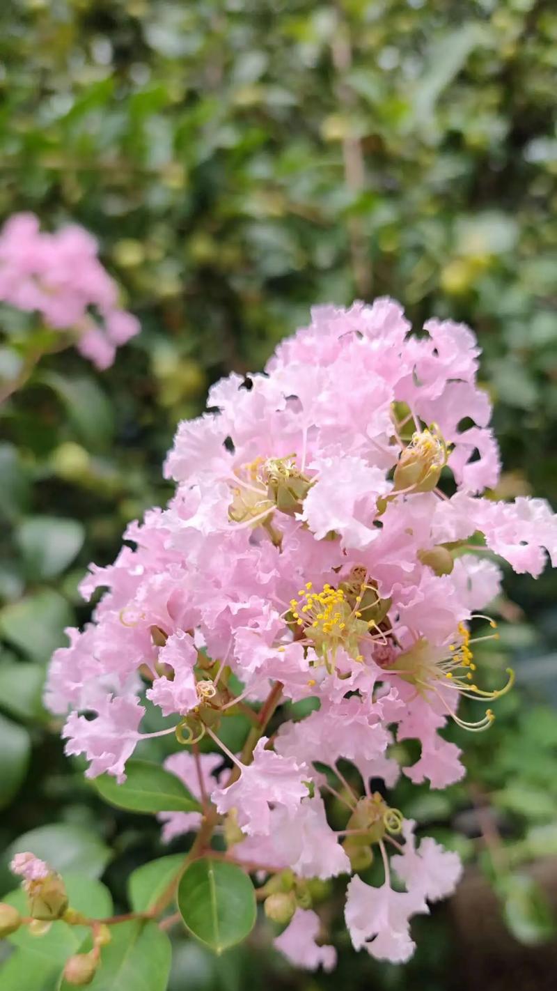 紫薇花的养护要点是什么？紫薇花如何繁殖？