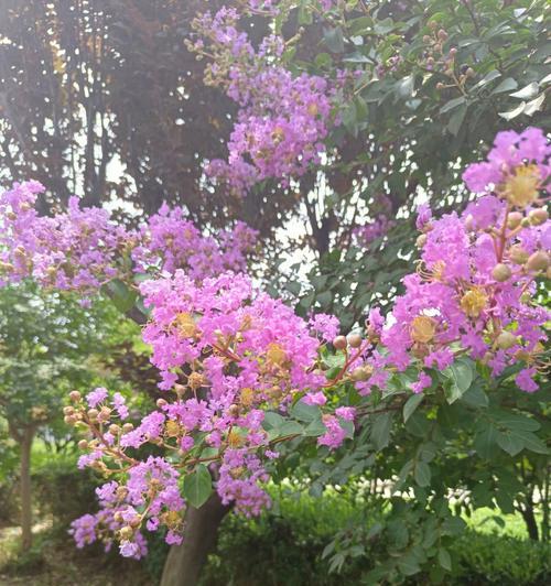 紫薇花的养护要点是什么？紫薇花如何繁殖？
