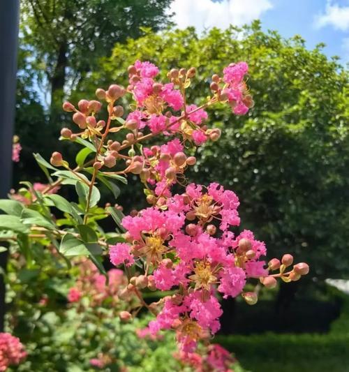 紫薇花的养护要点是什么？紫薇花如何繁殖？