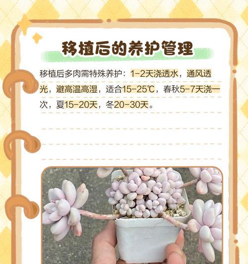 多肉幼苗的正确养护方法是什么？多肉幼苗成长需要哪些条件？