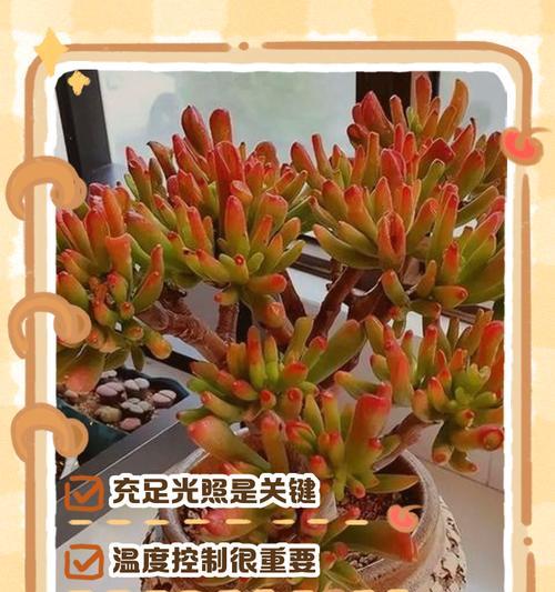 多肉幼苗的正确养护方法是什么？多肉幼苗成长需要哪些条件？