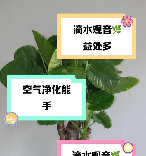 滴水观音叶子发黄的原因及处理方法？