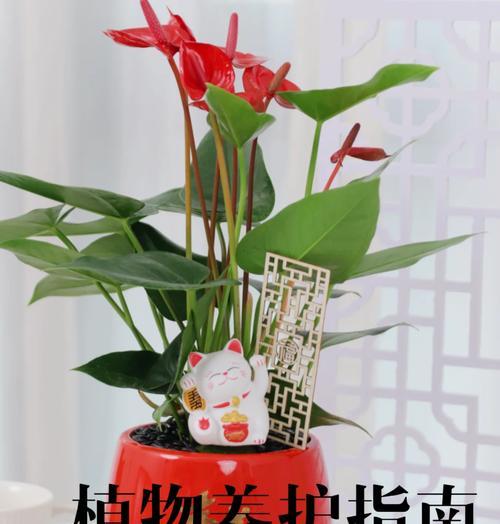 红掌的养殖方法有哪些？怎样才能养出鲜艳的花朵？