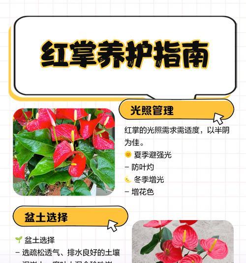 红掌的养殖方法有哪些？怎样才能养出鲜艳的花朵？