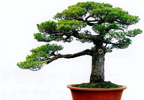 盆景五针松养护指南？如何正确养护盆景五针松？