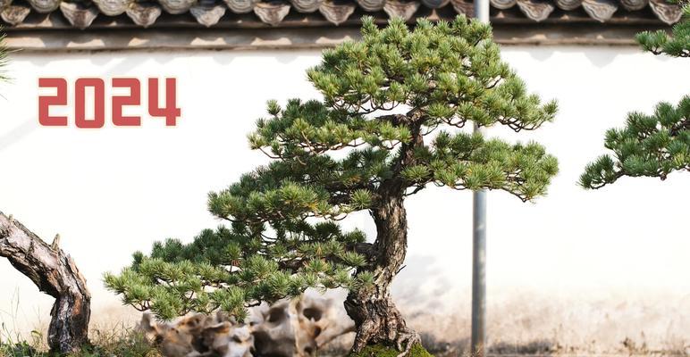 盆景五针松养护指南？如何正确养护盆景五针松？